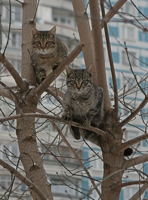 Мартовский кот