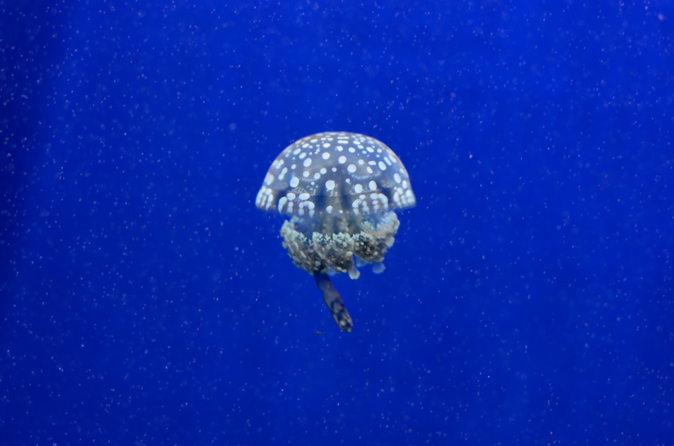 Москвариум на ВДНХ (ч2) — DRIVE2