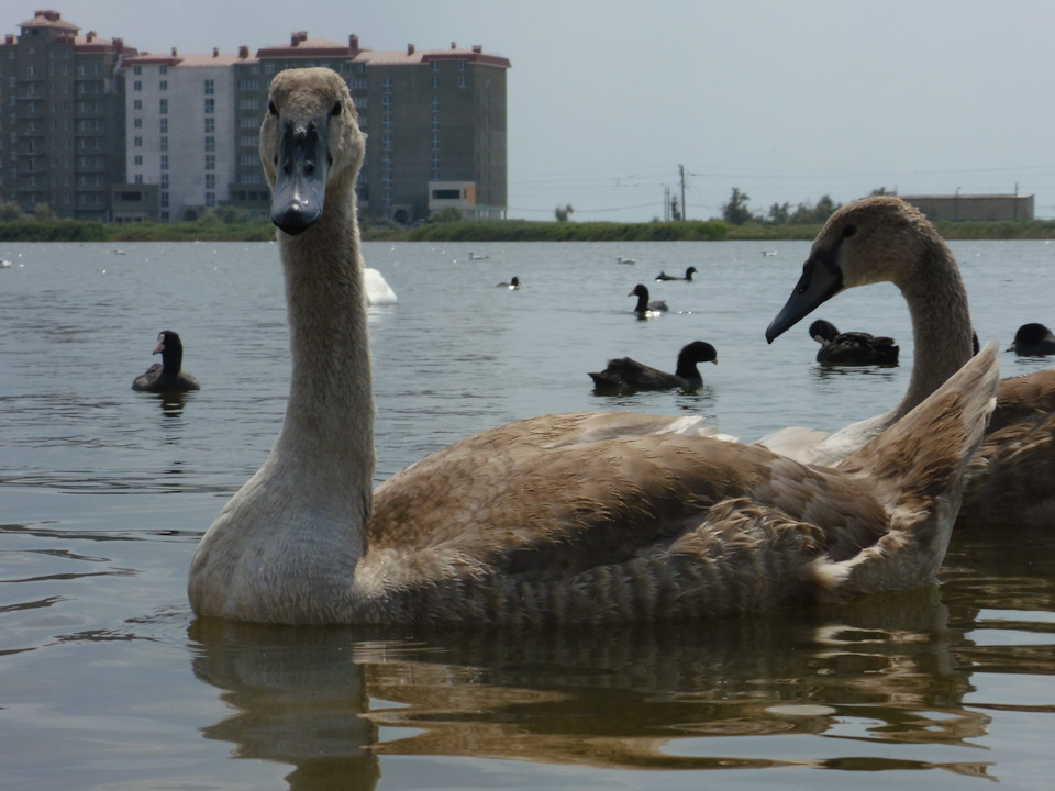 Лебеди — Subaru Impreza (GD/GG)