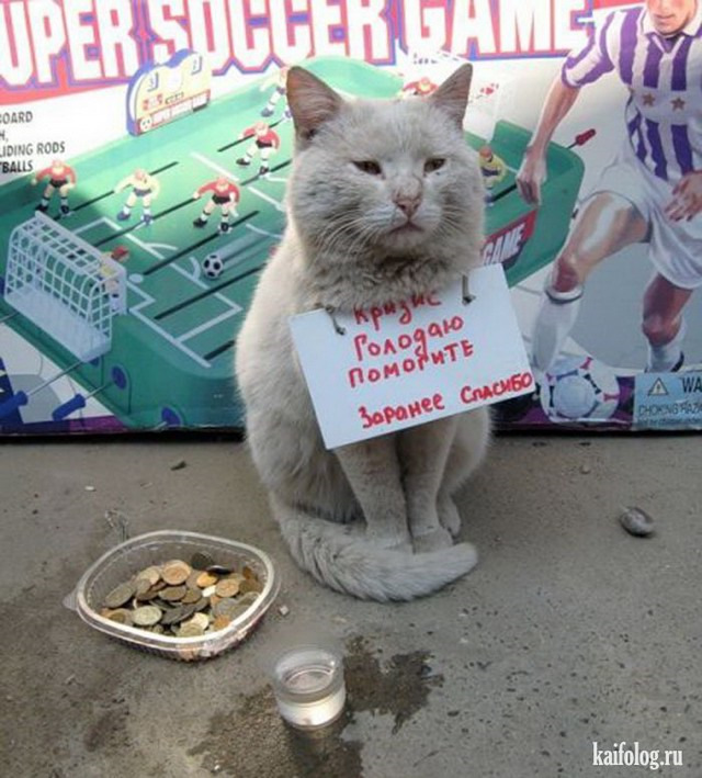 Картинки просящего кота