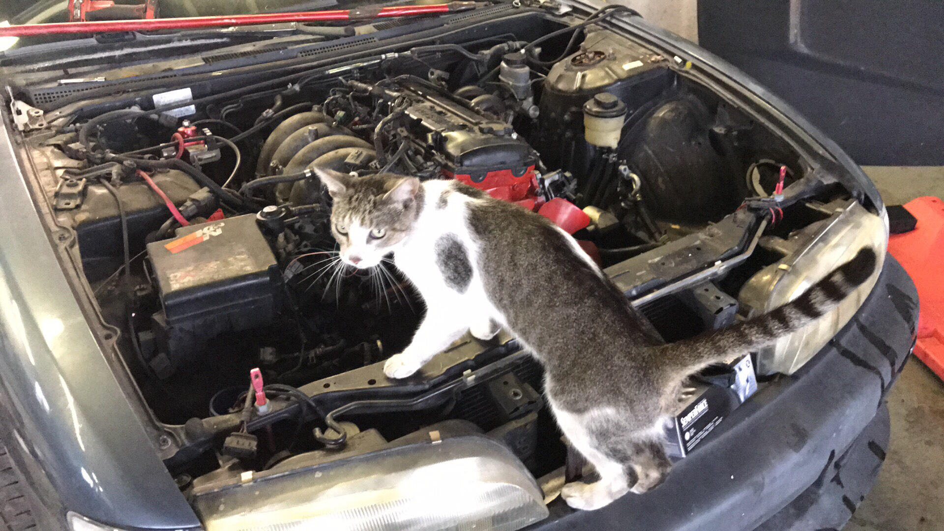 Кот механик. Кот автомеханик. Котик ремонтирует машину. Кот чинит машину. Кот в автосервисе.