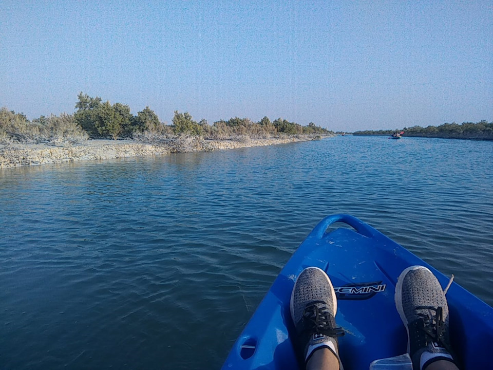 d9wGfh eiEu74eC7RGZvEPL3z2U 960 мангровые леса что это такое фото