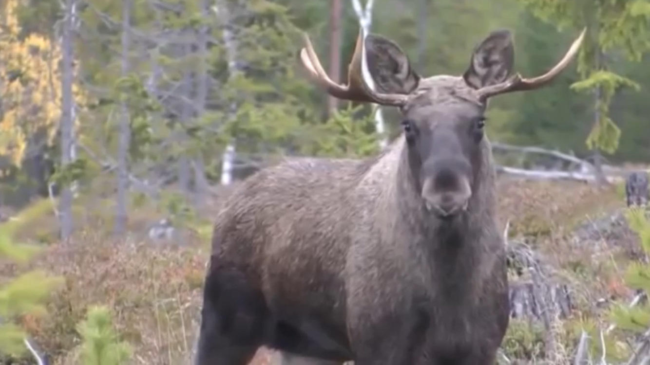 Ревущий лось. Олень лось марал. Ревущий лось видео. Лось мычит. Ревущий лось видео.