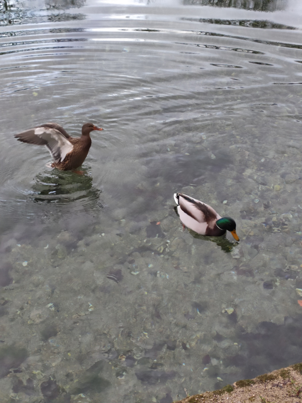 Глушить или нет ЕГР — FIAT Ducato II, 2,3 л, 2012 года | другое | DRIVE2