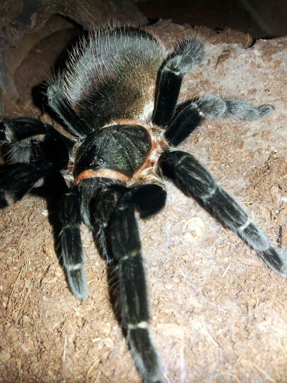 Пополнение в семье — малыши Brachypelma Vagans L1 — Сообщество «Зверьё Моё»  на DRIVE2