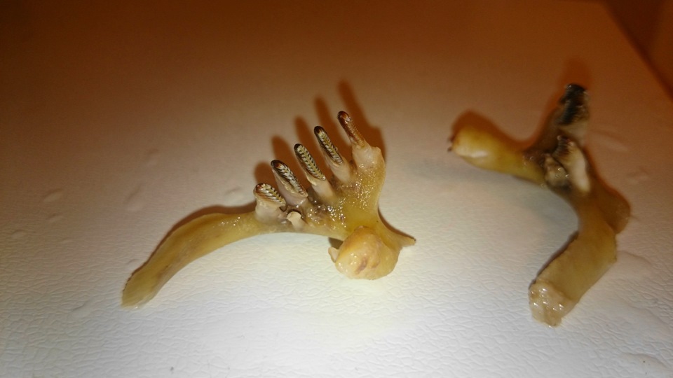 Зубы амура. Рыба пиранья. Зубы амура. Музей-аквариум рыбы амура. Глоточные зубы карповой рыбы.