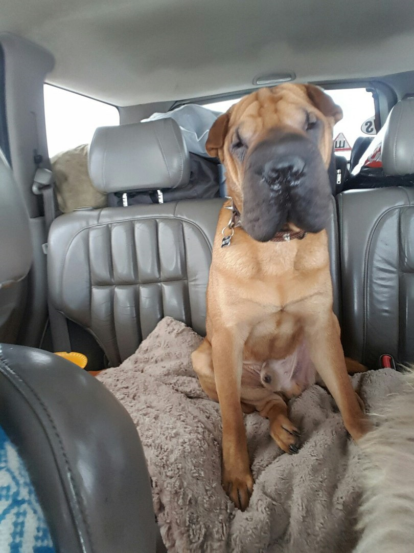 спрашивает когда приедем? — Jeep Grand Cherokee (WJ)