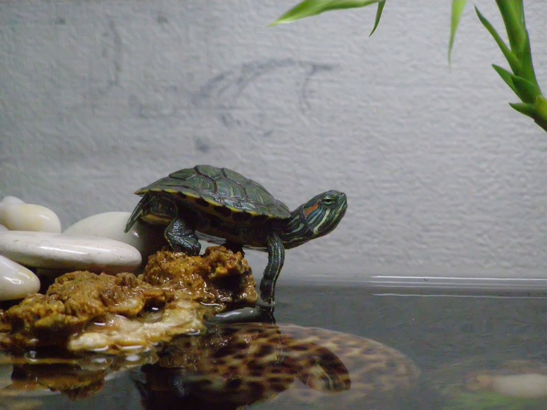 Черепаха в аквариуме уход. Аквариумная черепаха красноухая. Аквариумные Черепашки красноухие. Красноухая водяная черепаха. Аквариум для красноухой черепахи.