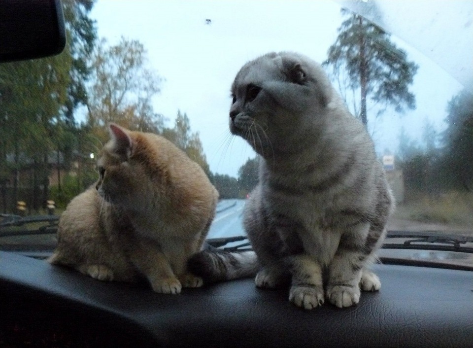 Узнай, что значит номер твоего авто) — Lada Приора универсал, 1,6 л ...