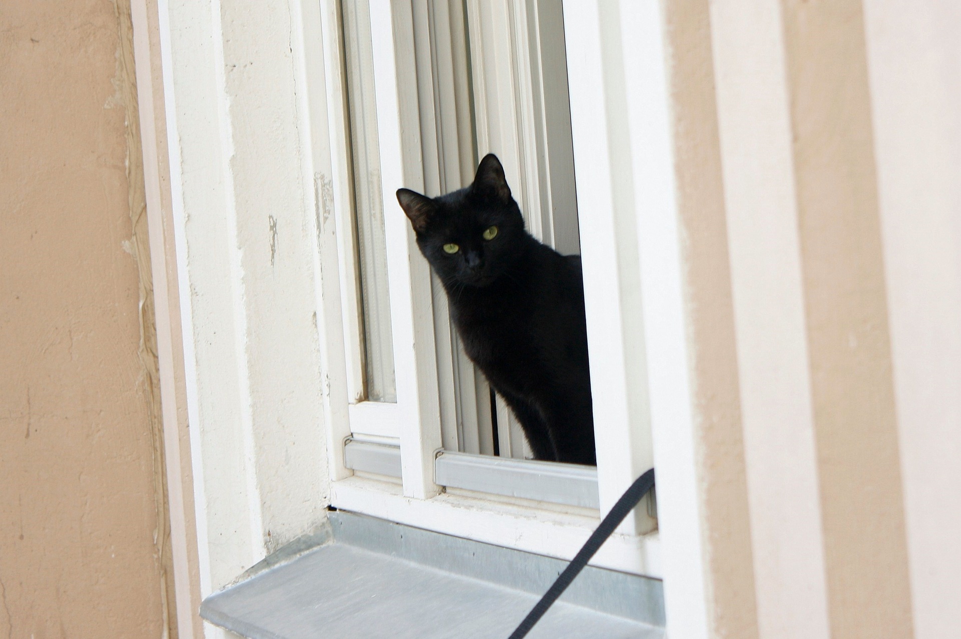 Кошка окно москва. Треугольники на окна от кошек.