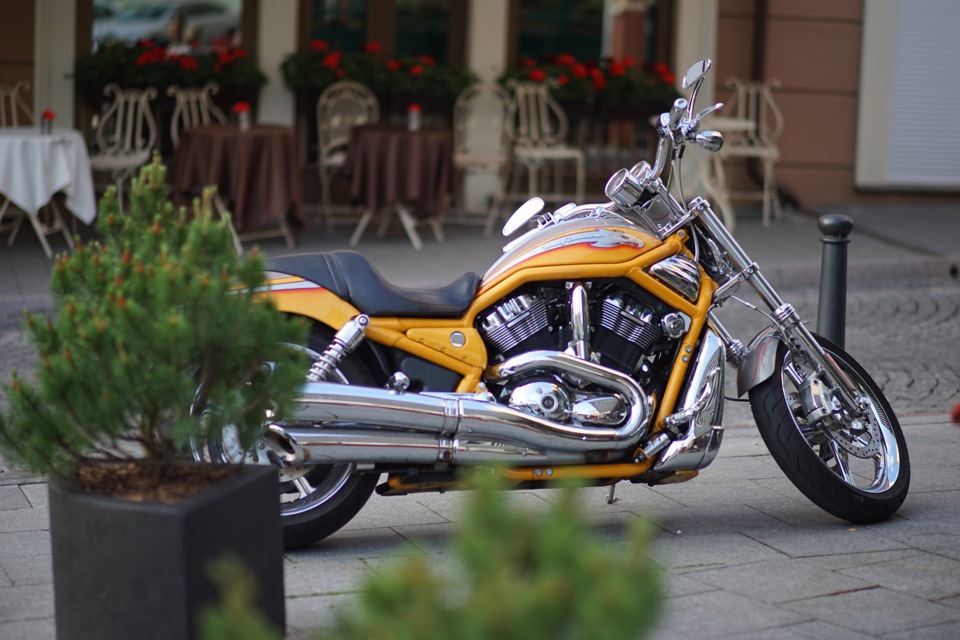 Girl coffee and the auto-Moto-horses in the centre of Vilnius