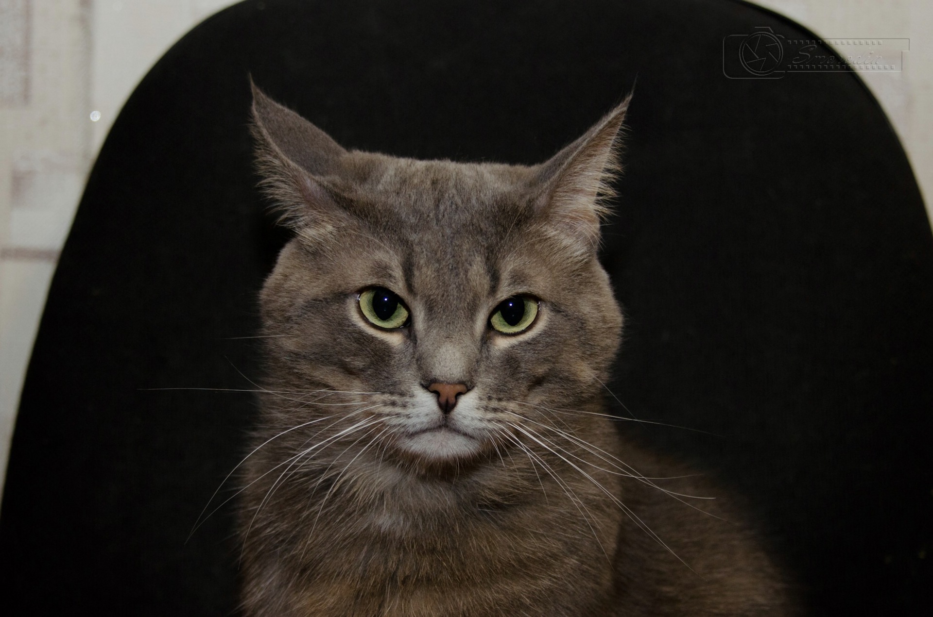 db735eu 960 операция ы тренировка на кошках