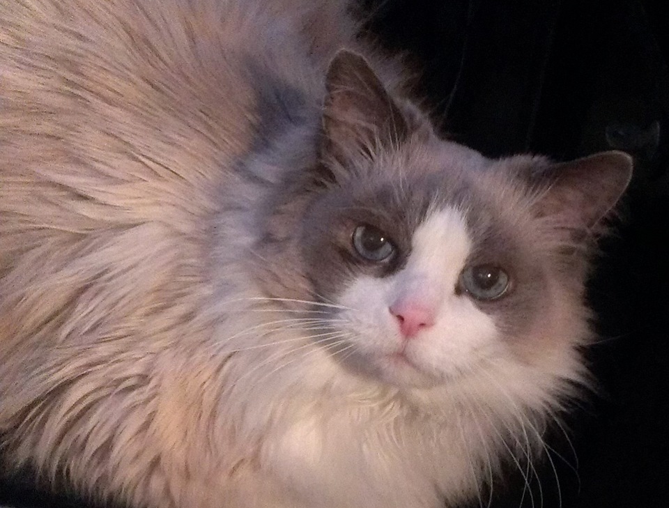 Подготовка зеркал Ауди 100 С4 к покраске. Часть 1. Снятие зеркального ...