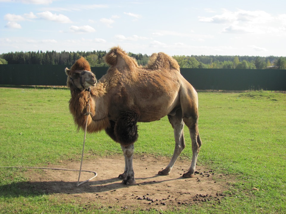 dbd372as 960 Мосты подвесной мост как проехать