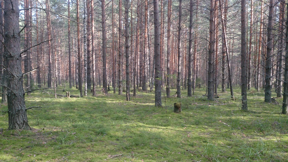 погода в городе перми на 2 недели