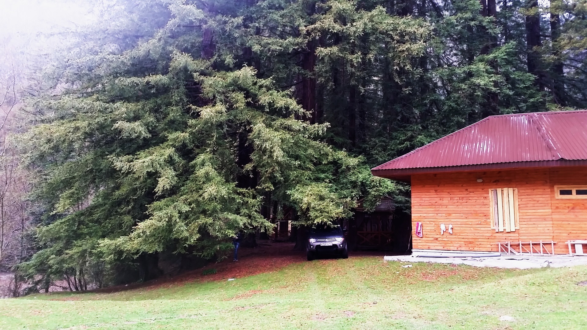 Гостиница «кедр» в пицунде. Кедр в абхазии. Кедр в абхазии. Кедр в абхазии. Лиственница стив виппер.