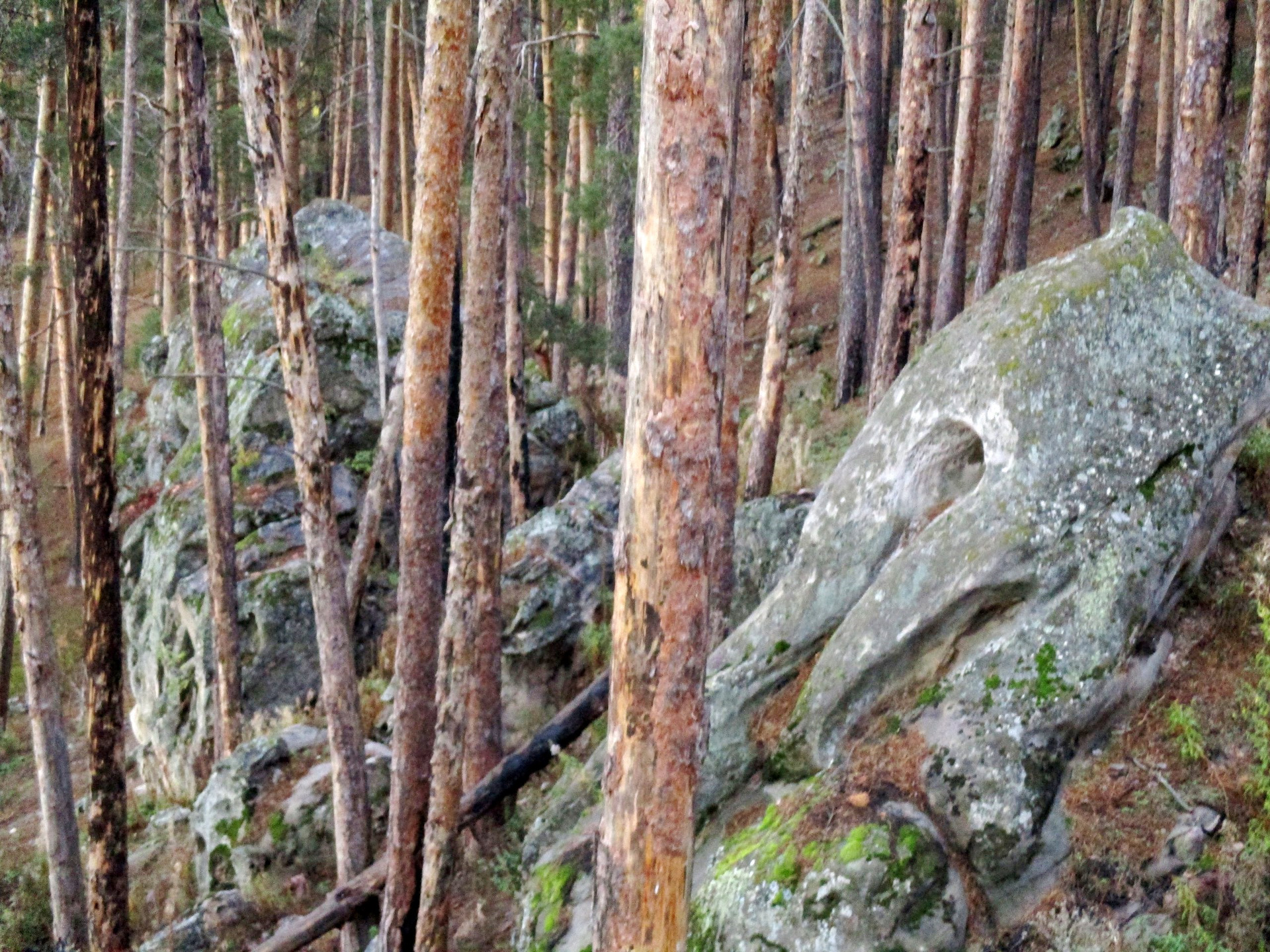 Каменный лес Рачейский Бор