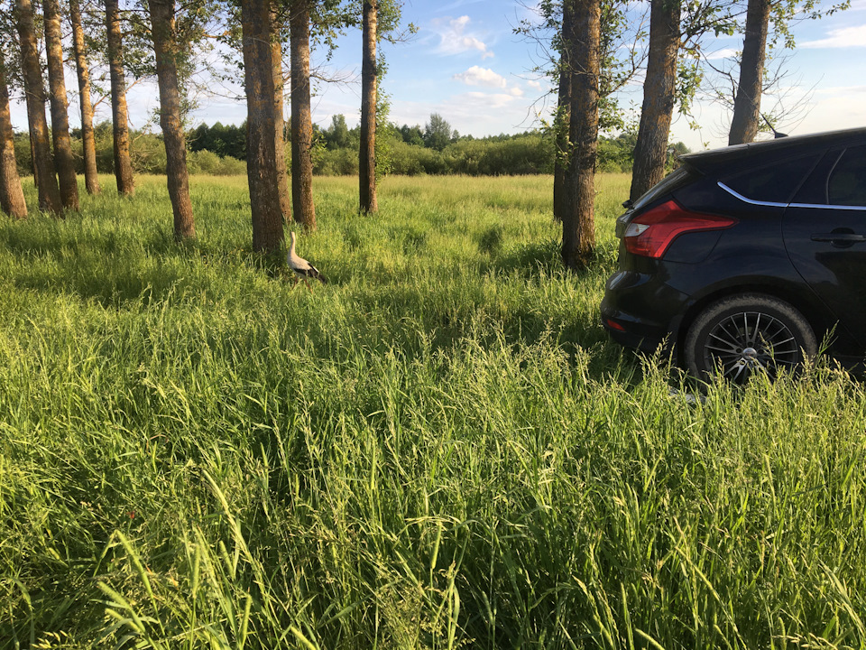 Поездка в Рыльск Курская область — Ford Focus III Hatchback, 1,6 л ...
