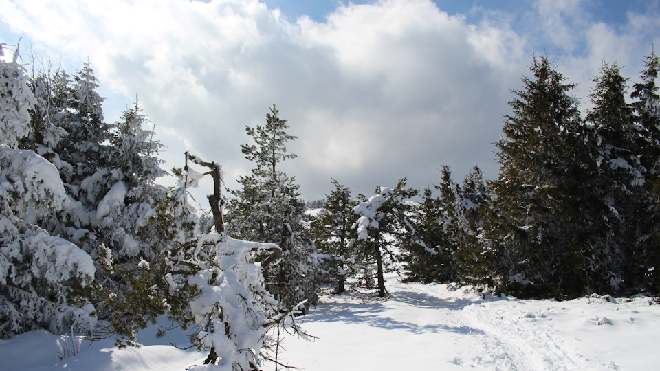 Фото в бортжурнале Audi A4 (B9)