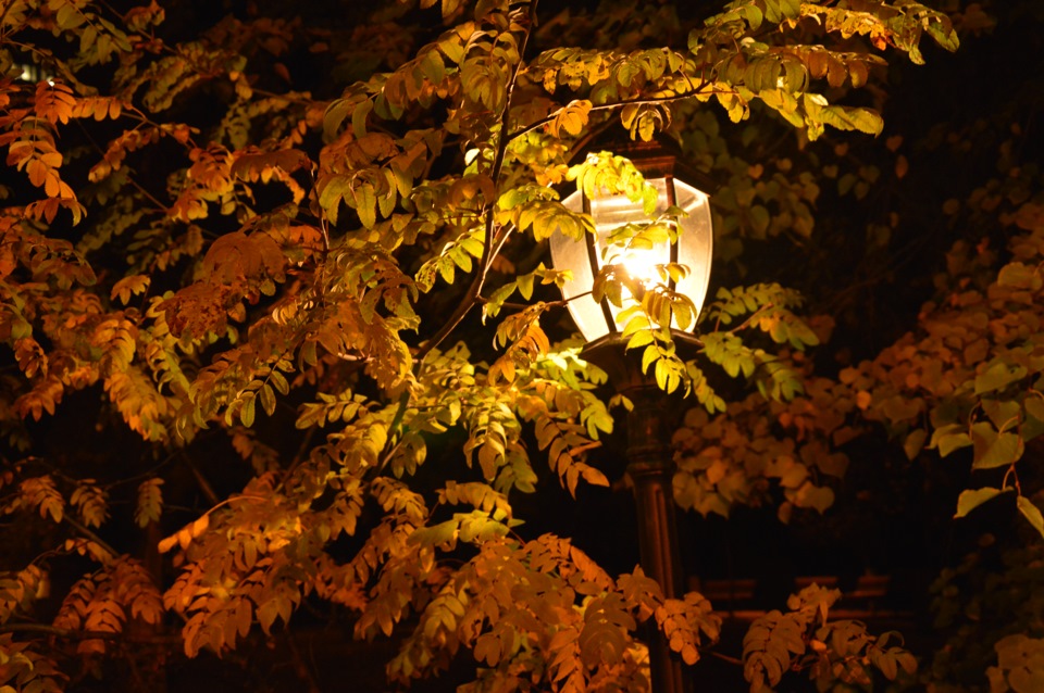 Конец сентября вечер. Осенний вечер. Осень листья вечер. Листья вечером. Осенние листья вечером.