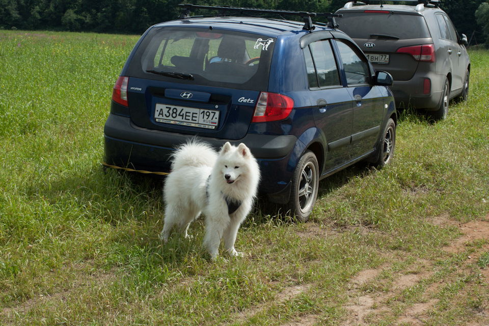 dd61999s 960 догтреккинг это что такое