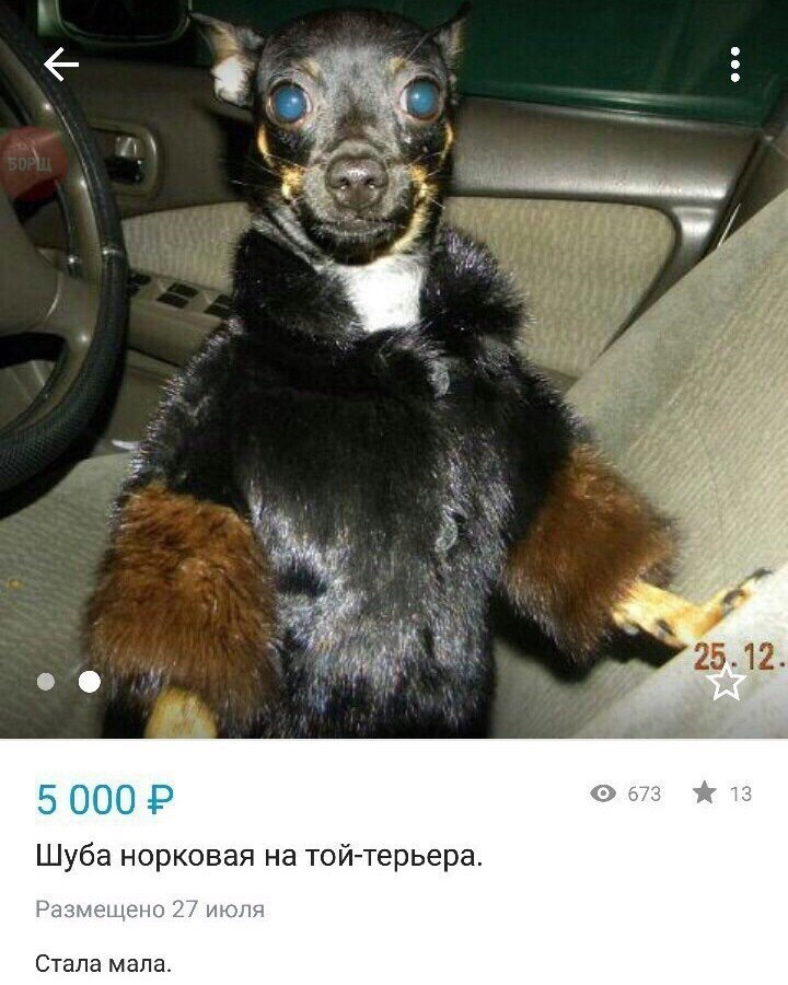 Собака в шубе мем Что скажете? Мажоры совсем уже. - Сообщество "Курилка" на DRIVE2