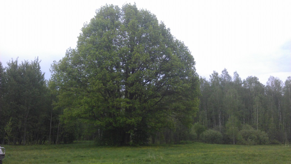 Фото в бортжурнале Nissan Navara (2G)