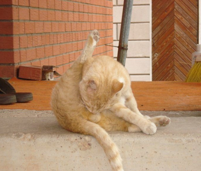 Яйца кота