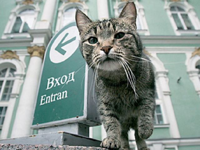 Коты зимнего дворца