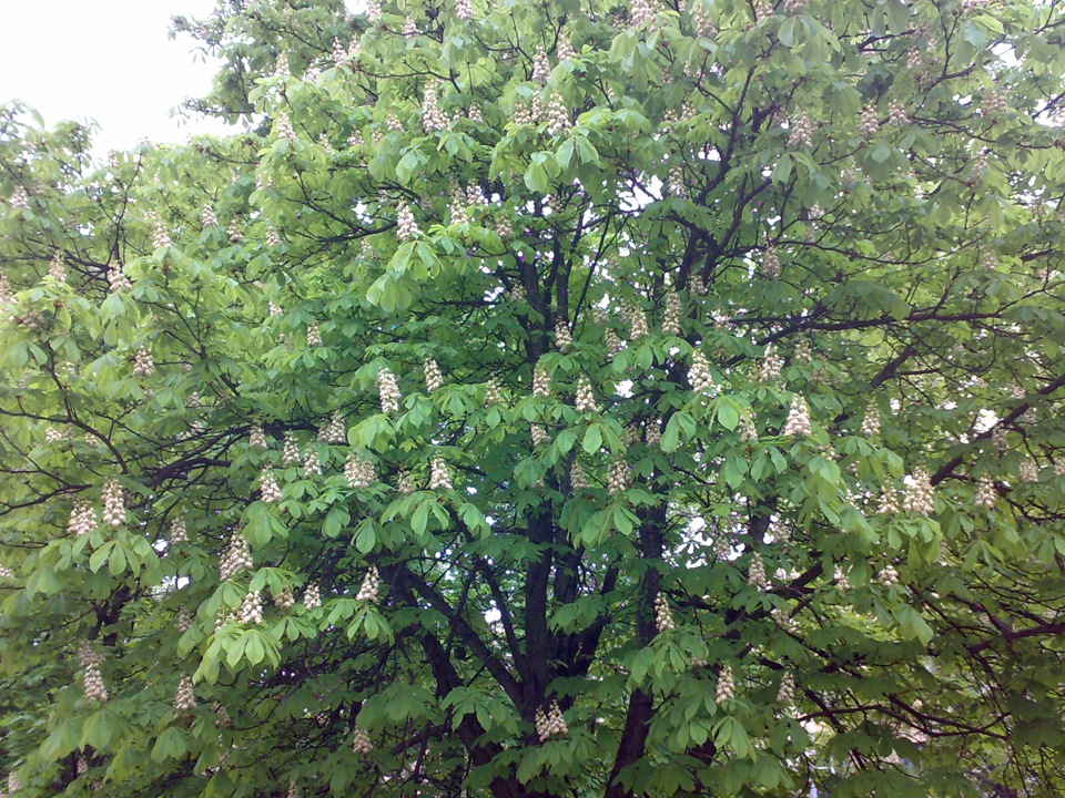 Фото в бортжурнале Volkswagen Passat B2