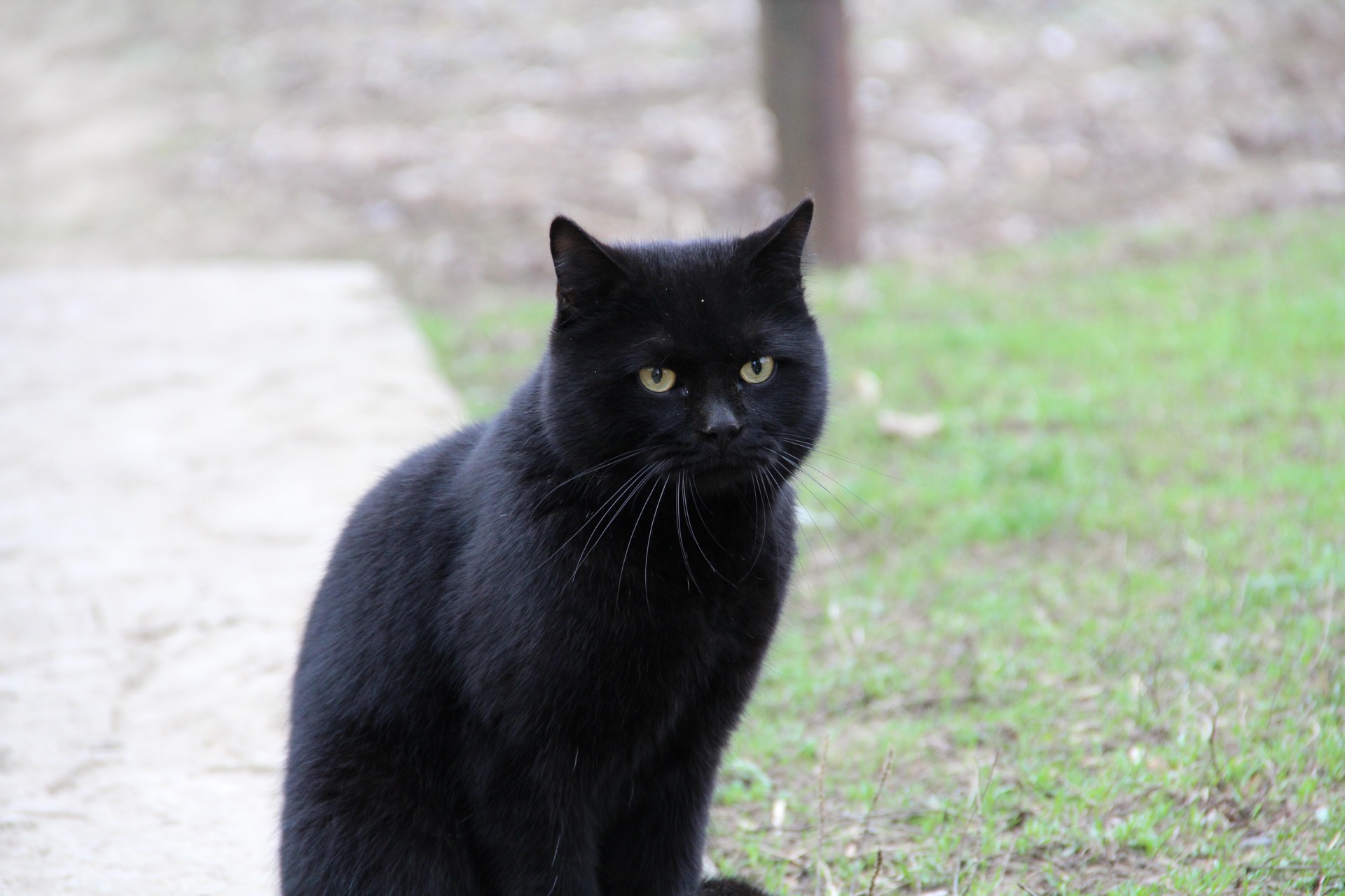 Фото Больших Черных Котов