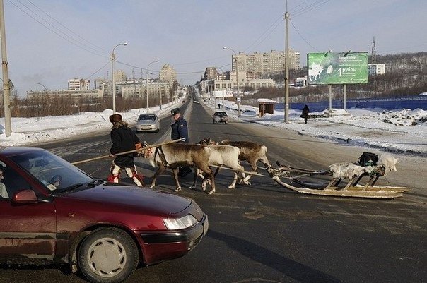 Мурманск "Олени на дорогах" — Nissan Tiida, 1.6 л., 2012 года на ...