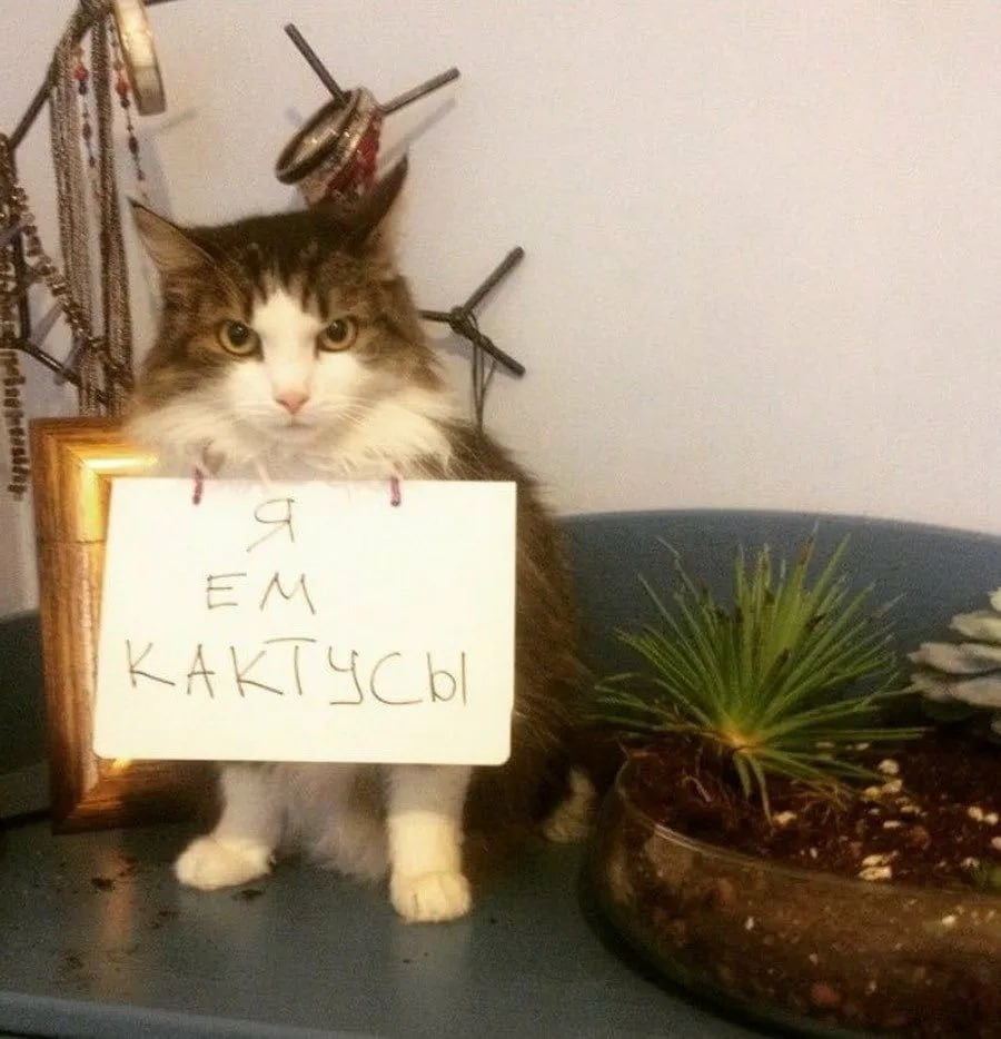 Я кот