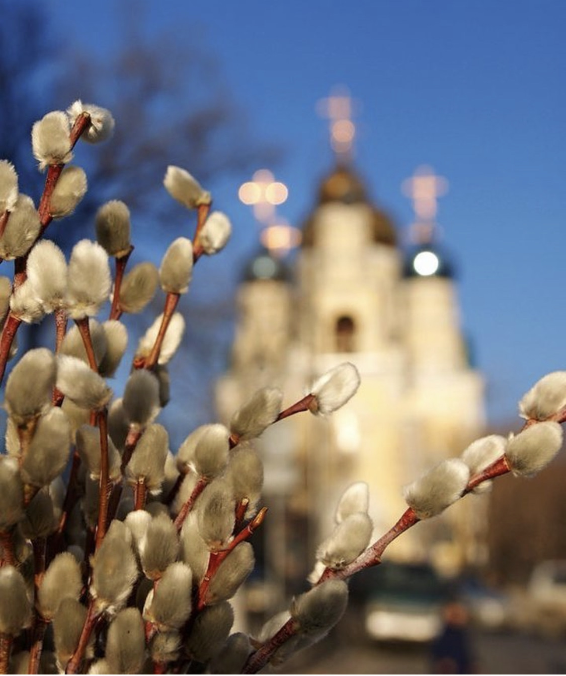 Веточка вербы с Вербным воскресеньем