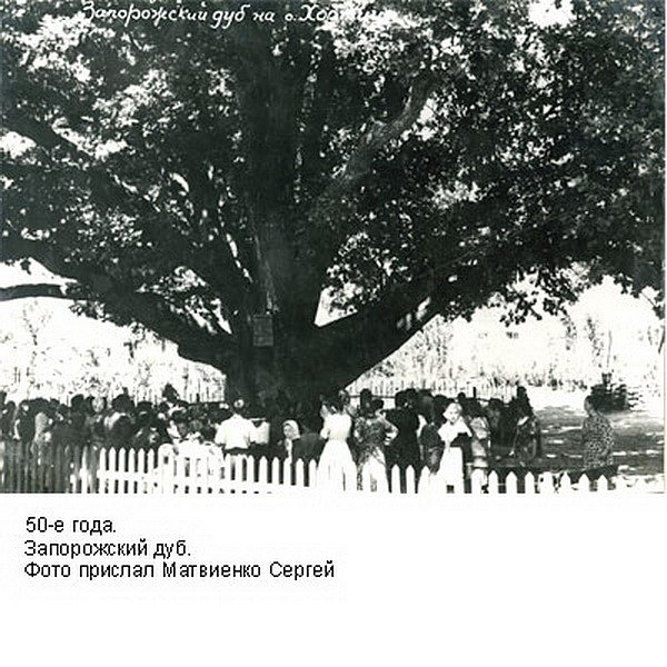 40 нара. Дуб на острове Хортица Запорожье. Запорожский дуб на Хортице.