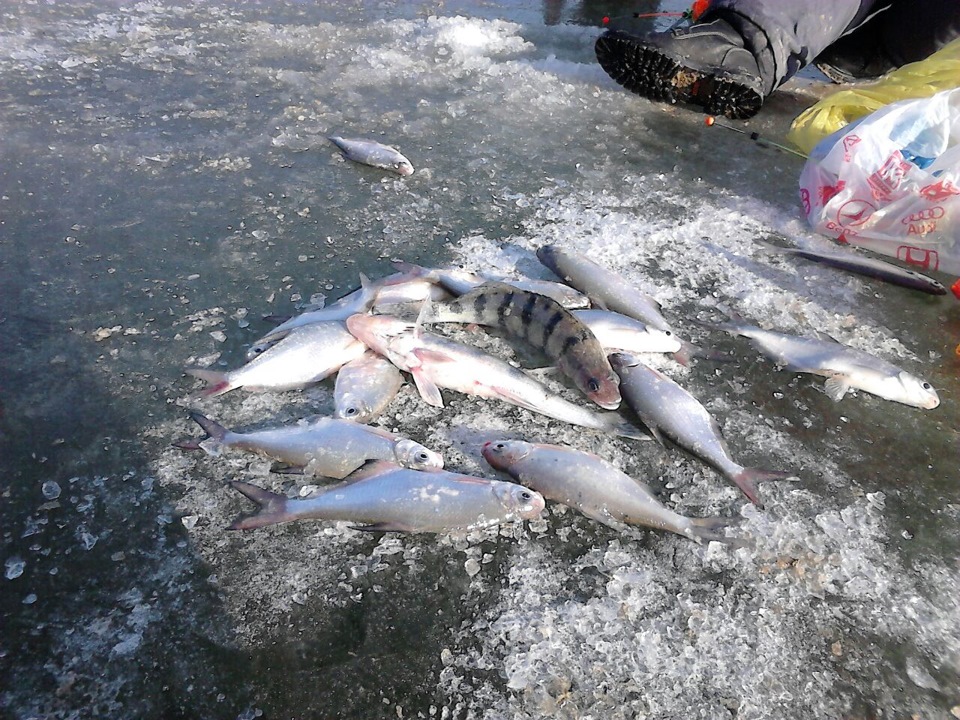 На безрыбье и рак рыба — Сообщество «Охота и Рыбалка» на DRIVE2