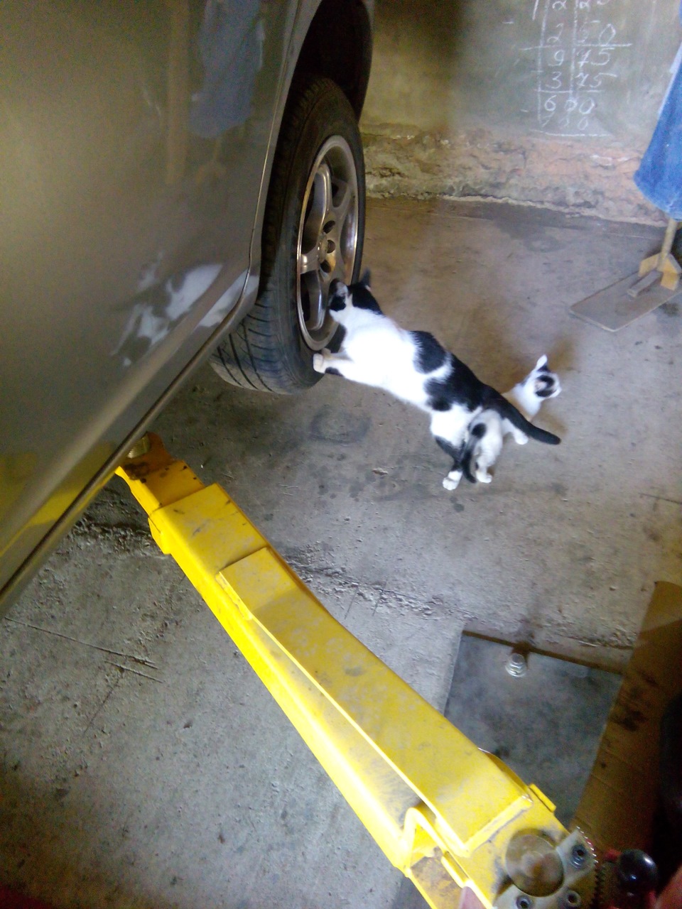 Кот-Осмотр или как я железо мял — Toyota Funcargo, 1,3 л., 2001 года ...