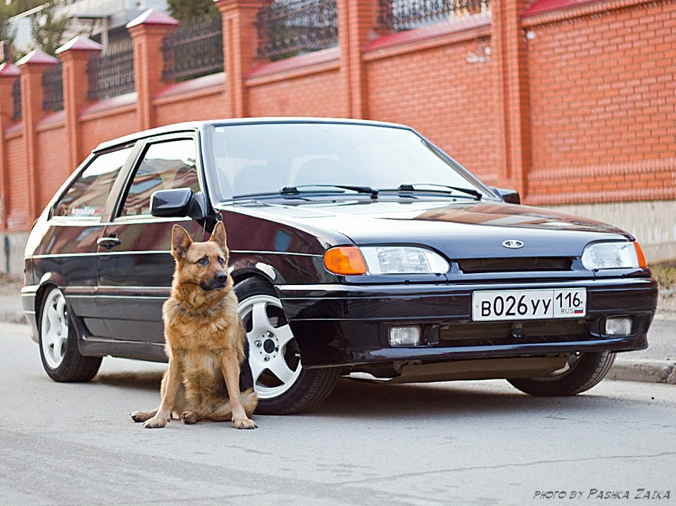 Cats bmw. БМВ И ВАЗ 2114. Собака рядом с машиной. ВАЗ И собака. Собака БПАН.