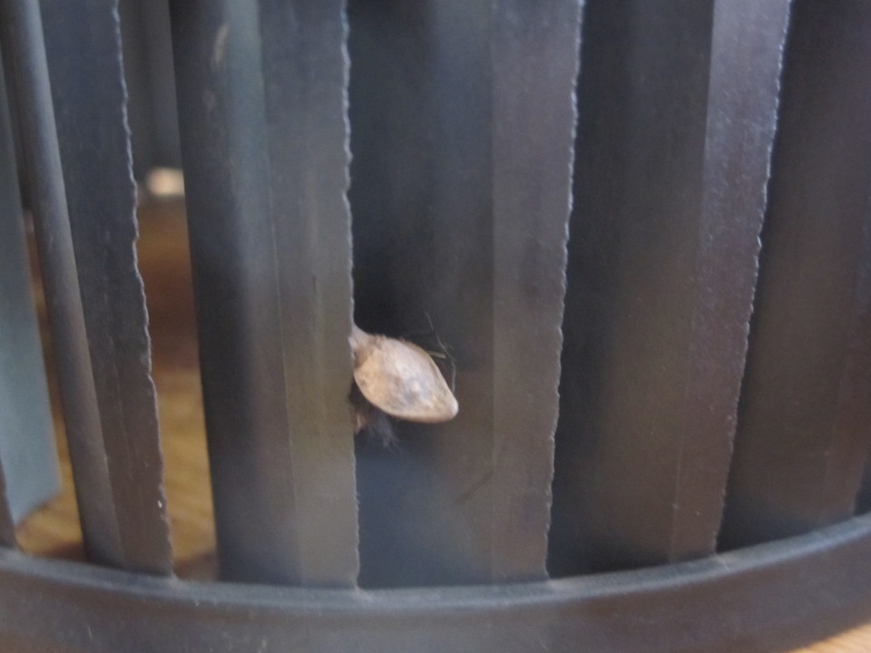 Фото в бортжурнале SEAT Leon (Mk II)