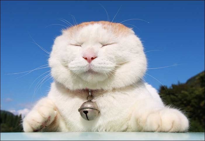 Кот довольный