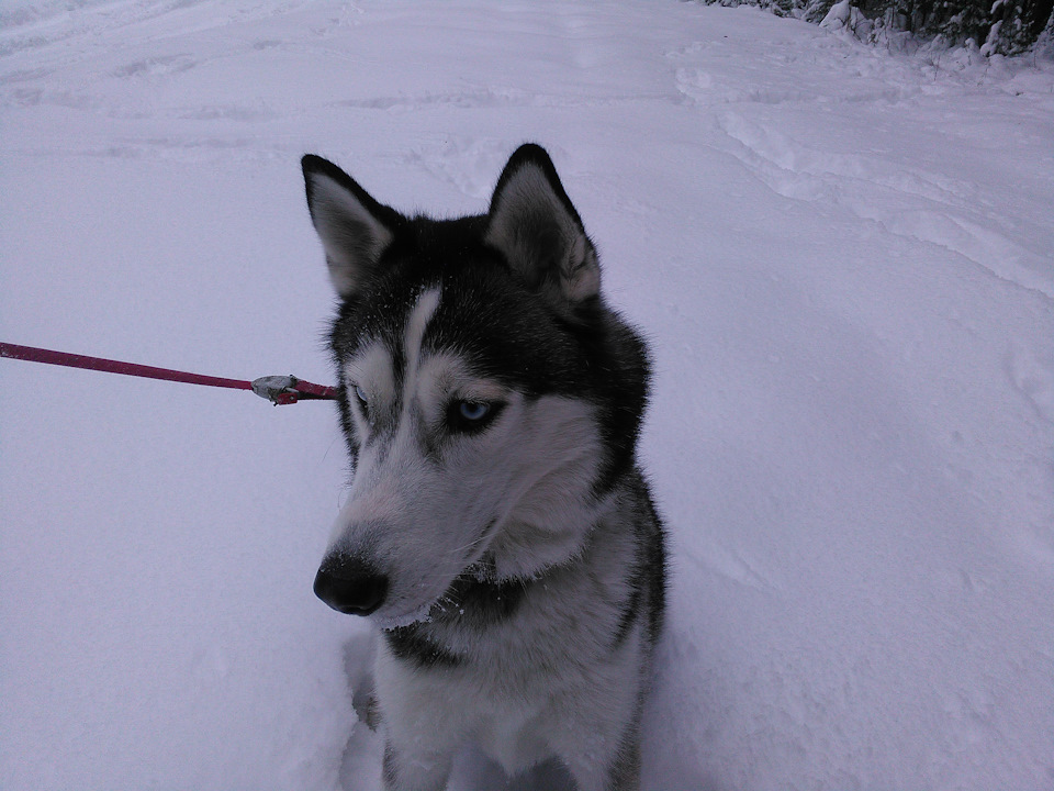 Photo from the logbook Lada Largus Cross