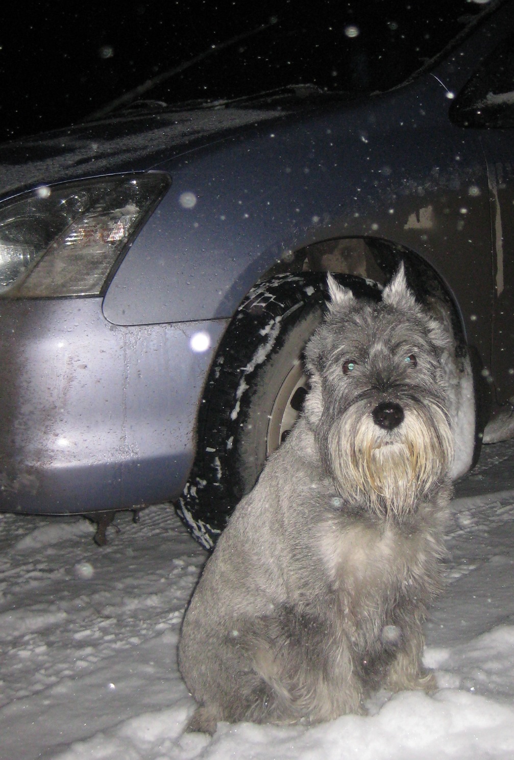 Собака — друг автомобиля! — DRIVE2