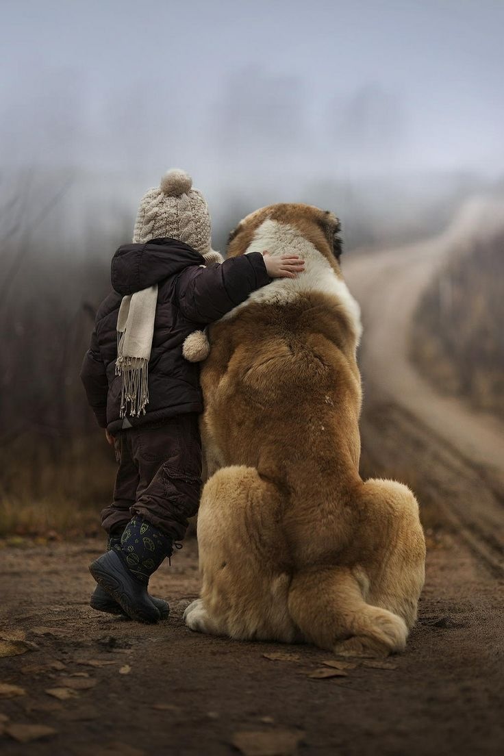 Tiny Dog Uses Giant Saint Bernard As A Vehicle Wherever He Goes Saint bernard, J