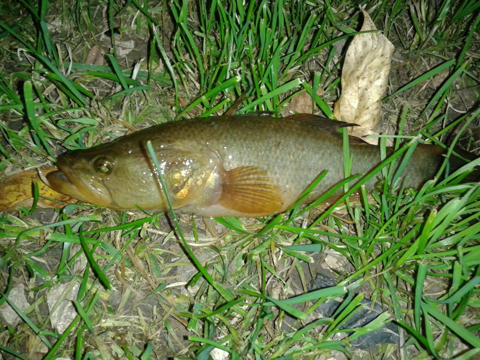 Последняя рыбалка пока тепло было — DRIVE2