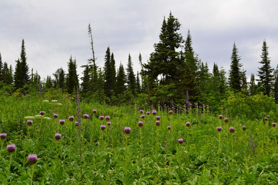 Фото в бортжурнале Mitsubishi Pajero Sport (2G)