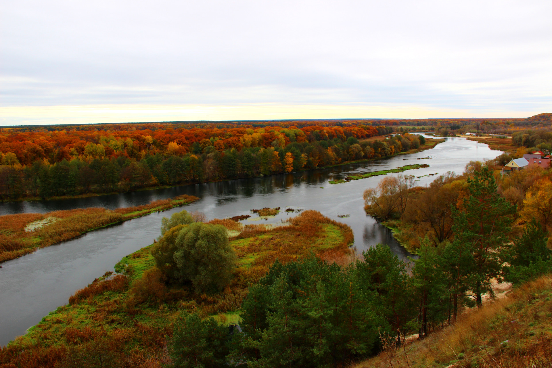 Березки рамонь