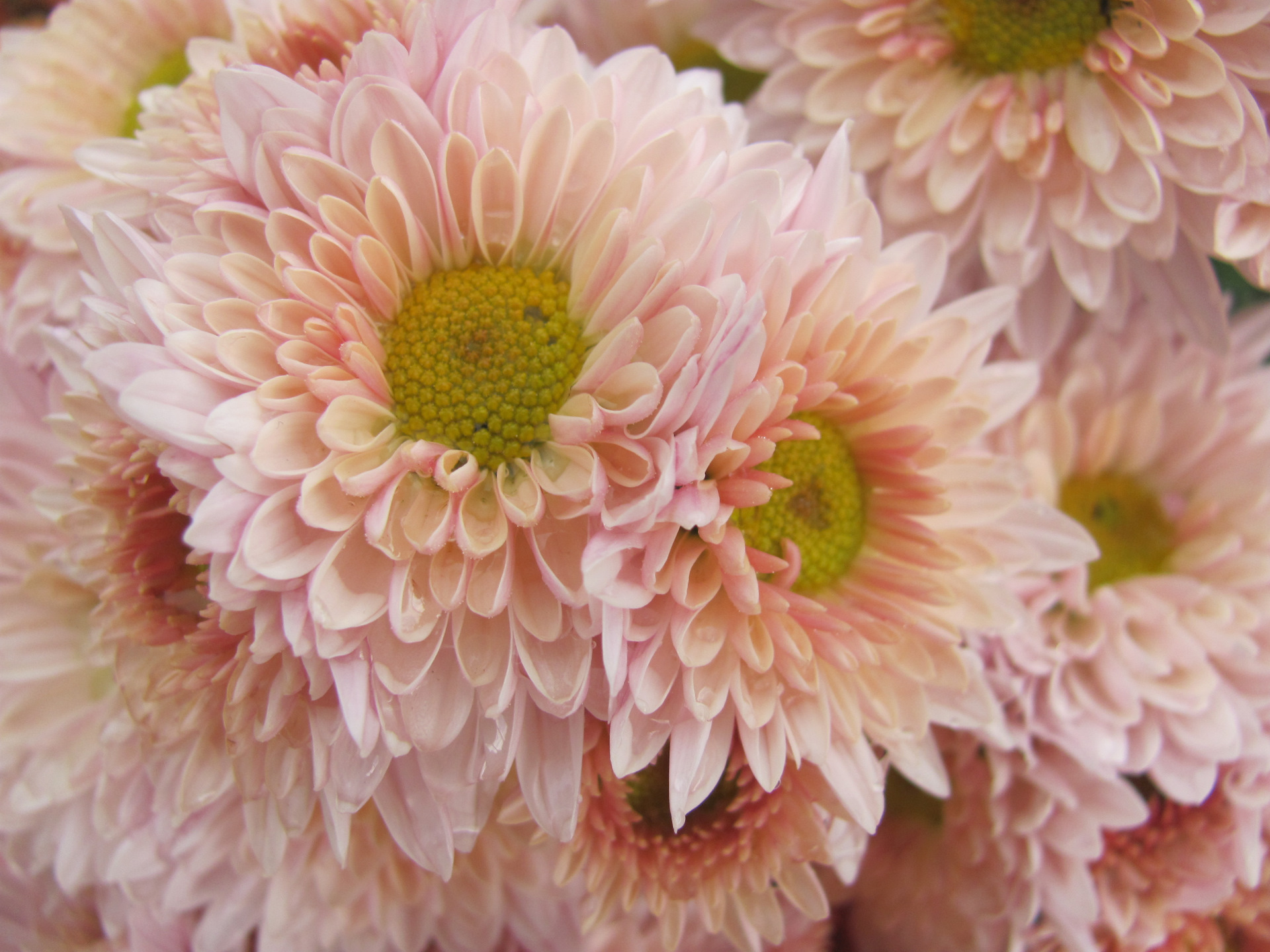 Cream chryzanthemum - Cut flowers - Flowers delivery in Daugavpils, Daugavpils r