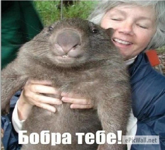Новый мем с бобром