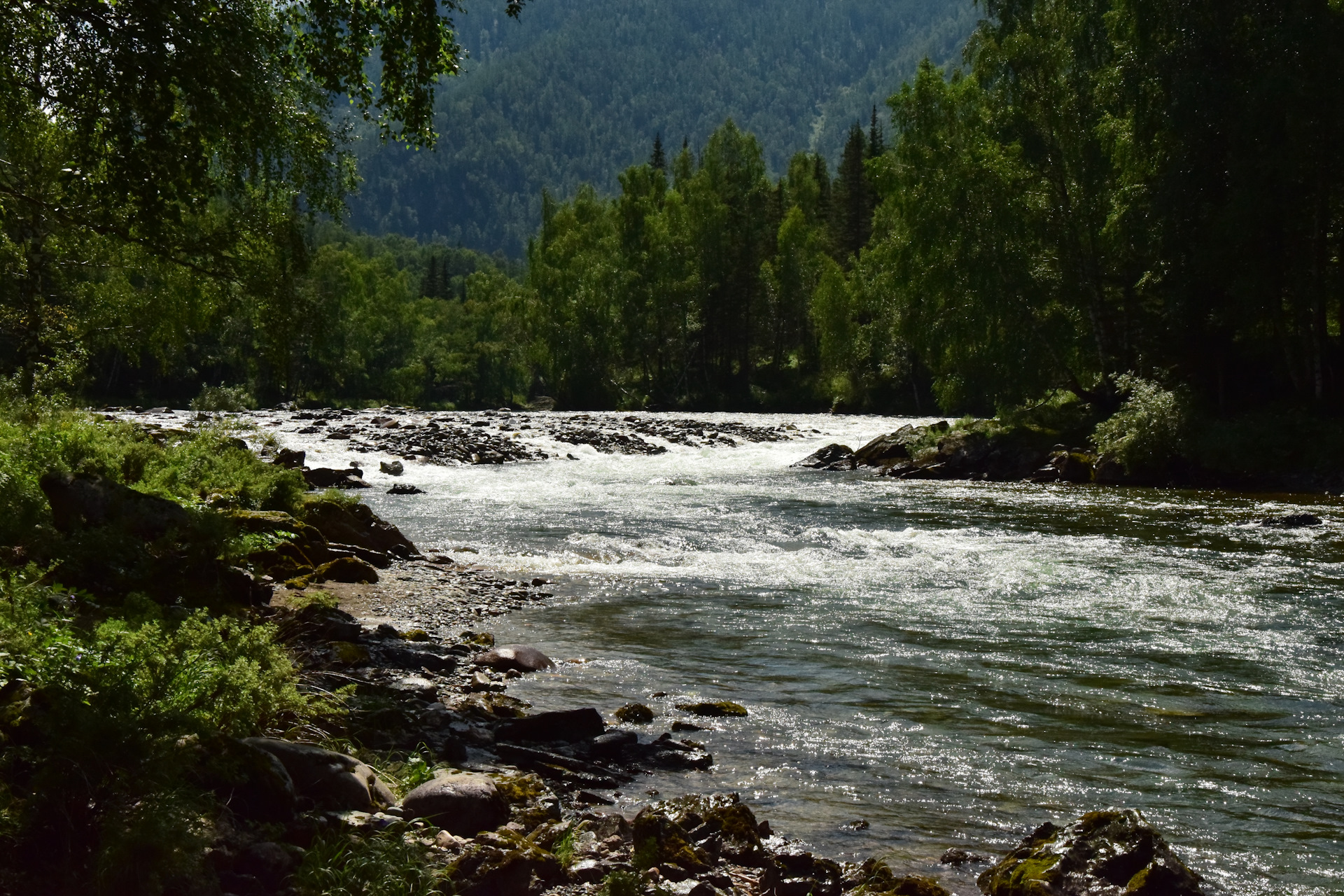 Кумир горный алтай