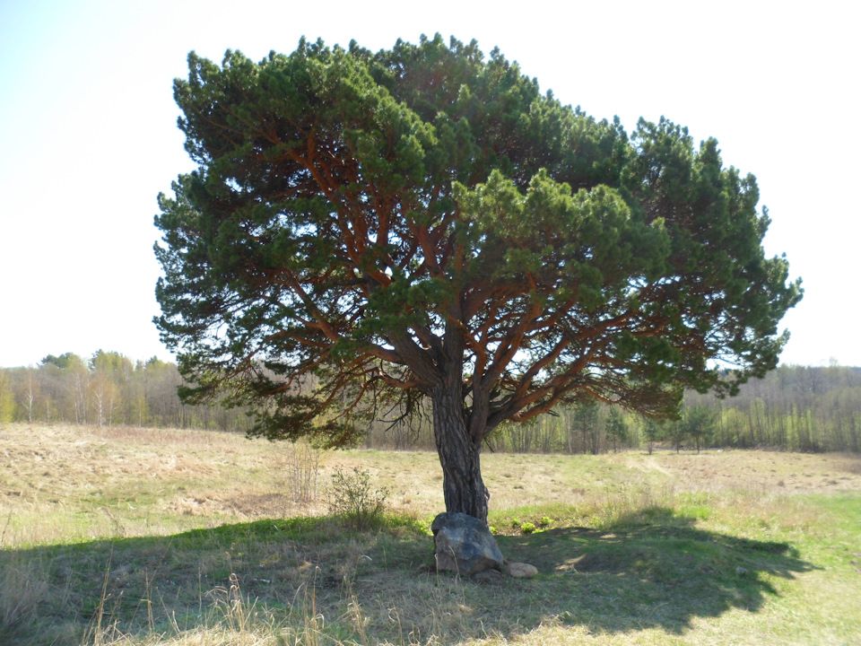 Фото в бортжурнале Chevrolet Niva (1G)